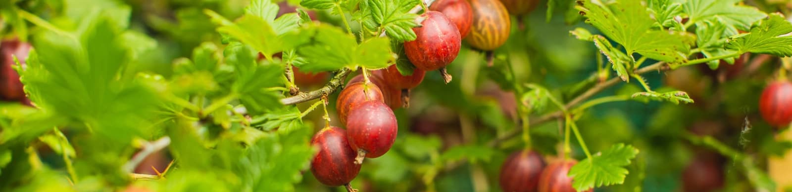 Stachelbeeren – frisch-säuerliche Früchte zum Naschen