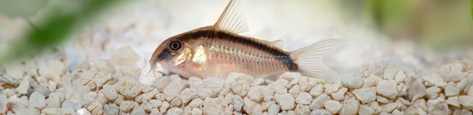 Steckbrief Panzerwelse