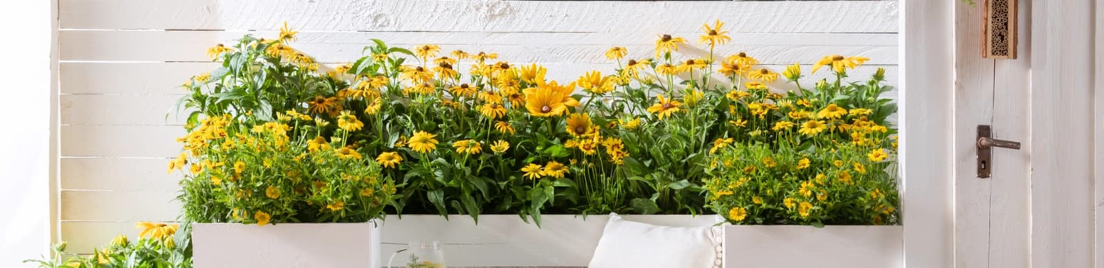 Bienen willkommen auf dem Balkon