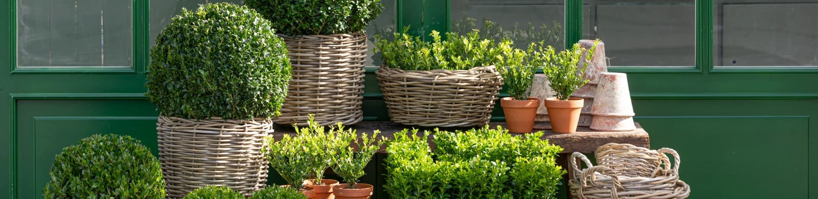 Buchs – immergrünes Glück im Garten