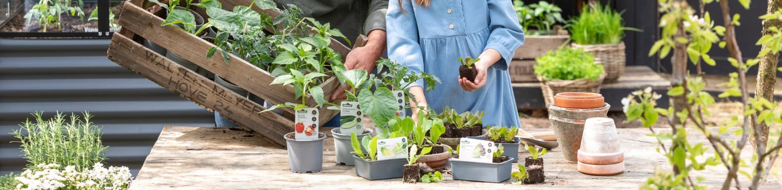 Gewächshaus bepflanzen: Saisonale Tipps, Planung & Equipment