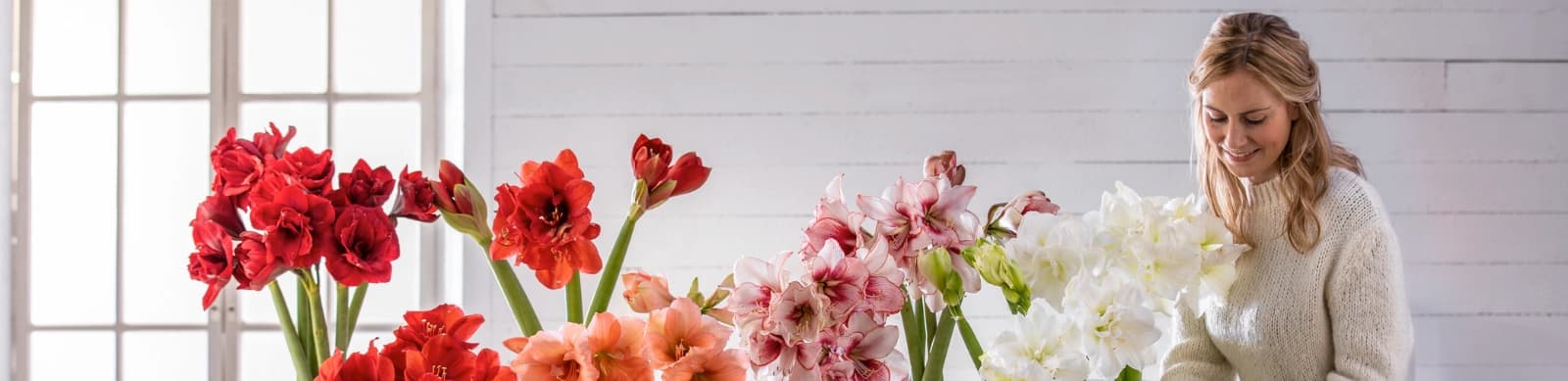 Amaryllis: Standort, Pflege & erneute Blüte