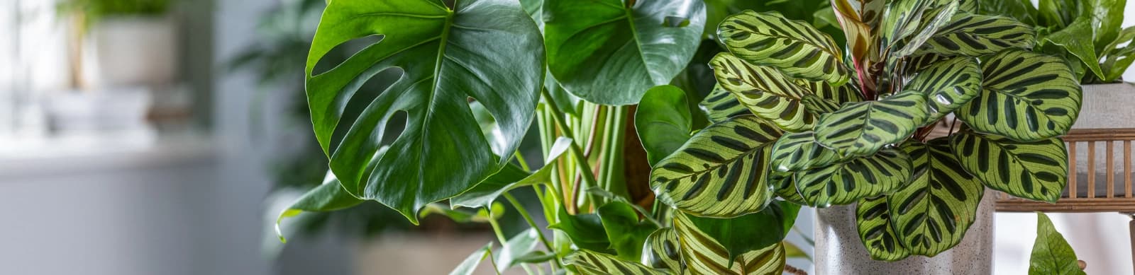 Top 10: Büropflanzen