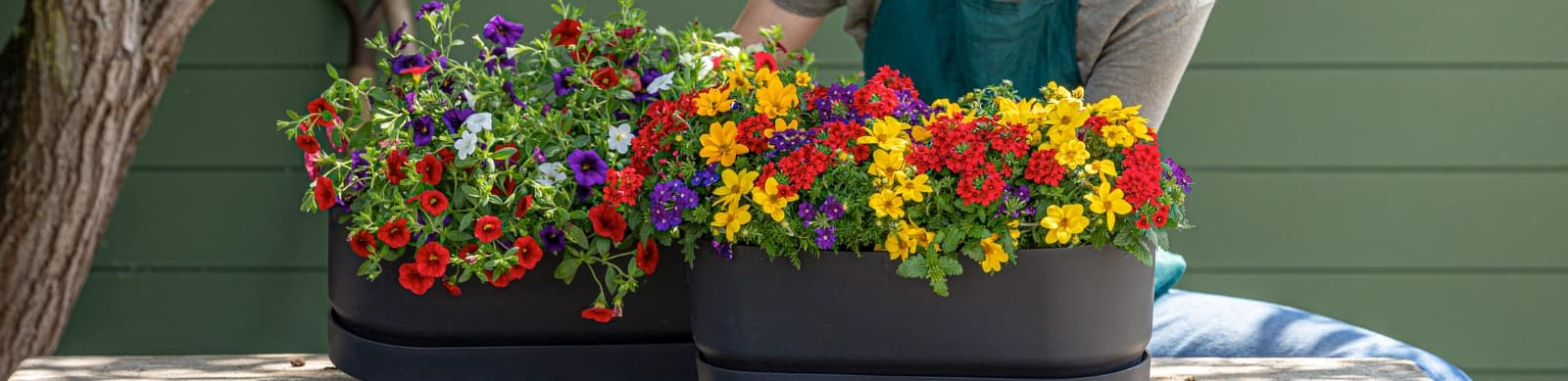 Blütenpracht: Wie bepflanze ich Balkonkästen richtig?