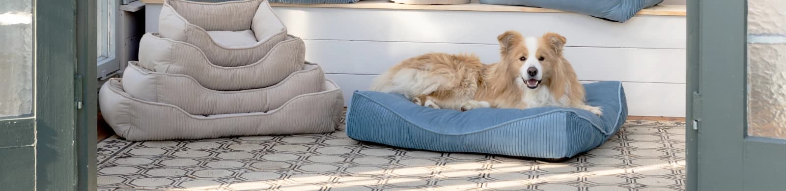 Hunde alleine lassen: Was Sie beachten sollten