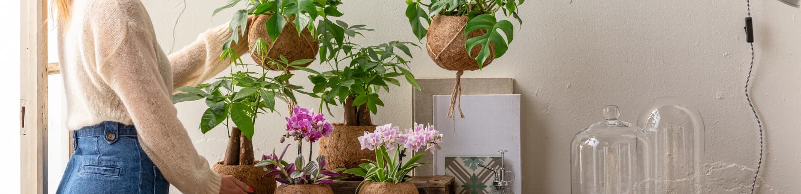 Top 10 Hängepflanzen