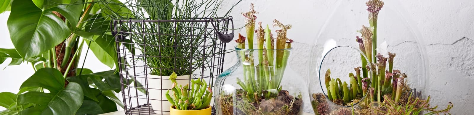 Fleischfressende Pflanzen – Wenn die Natur zur Jägerin wird