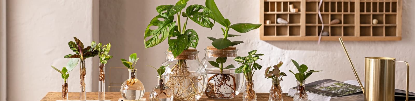 Waterplants: Ein neuer Trend erobert die Herzen