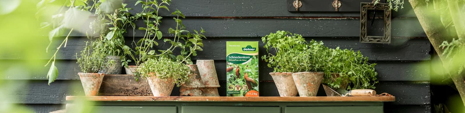 Top 10: Pflanzen, die gegen Schädlinge schützen