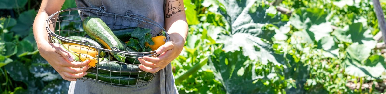Zucchini: Vielseitig, lecker und einfach anzubauen