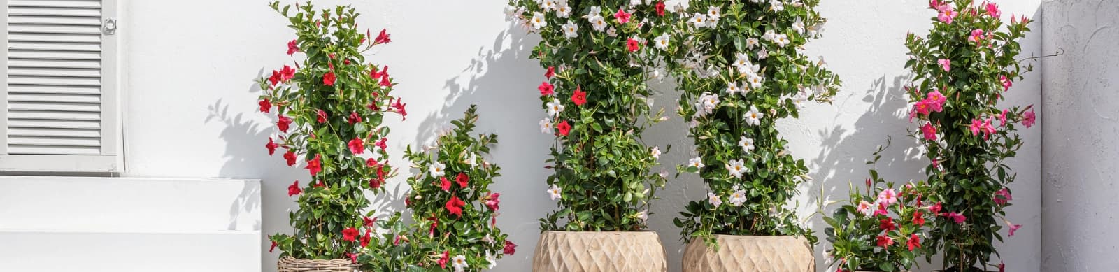 Dipladenie – Pflege, Standort und Überwinterung