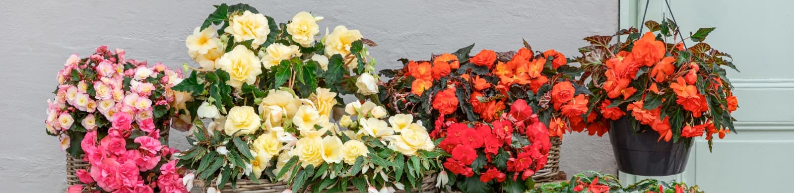 Begonien pflanzen, pflegen und kombinieren