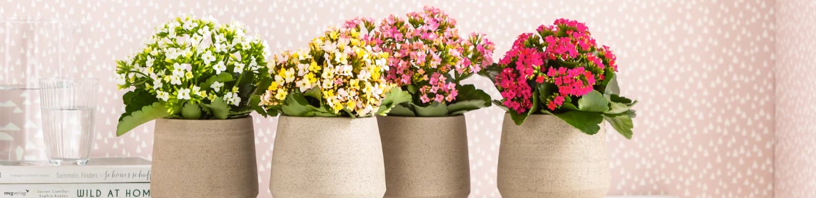 Kalanchoe: Pflegeleichte Blütenpracht für Ihr Zuhause