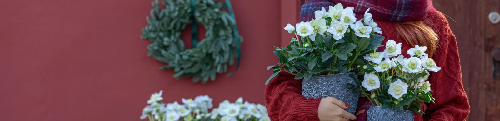 Helleborus – Blütenpracht im Winter