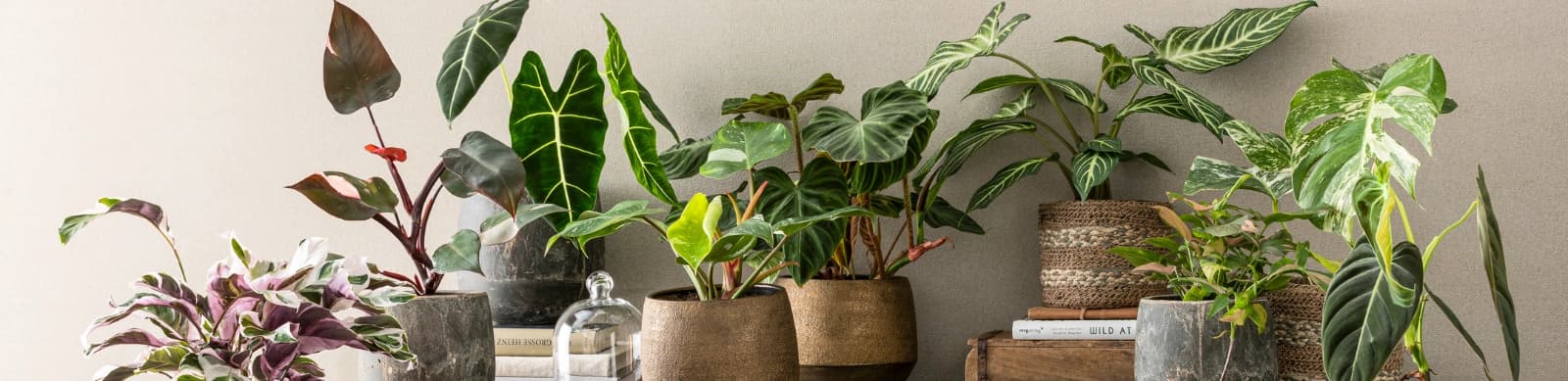 Top 10: Zimmerpflanzen, die mit wenig Licht auskommen