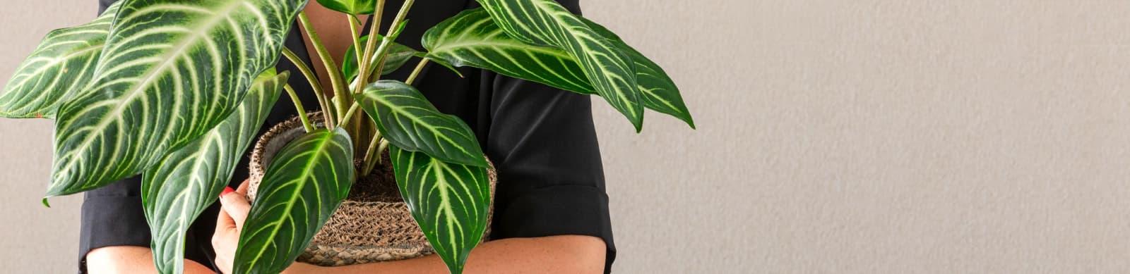 Philodendron – grüne Exotik im Wohnzimmer