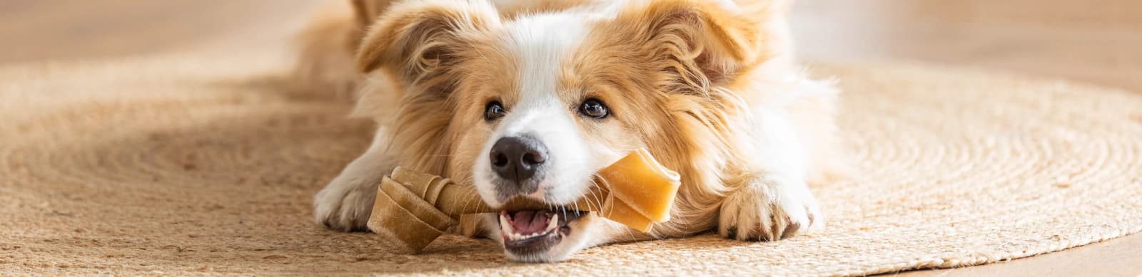 Ein Hund zieht ein – so gelingt der Start ins gemeinsame Leben