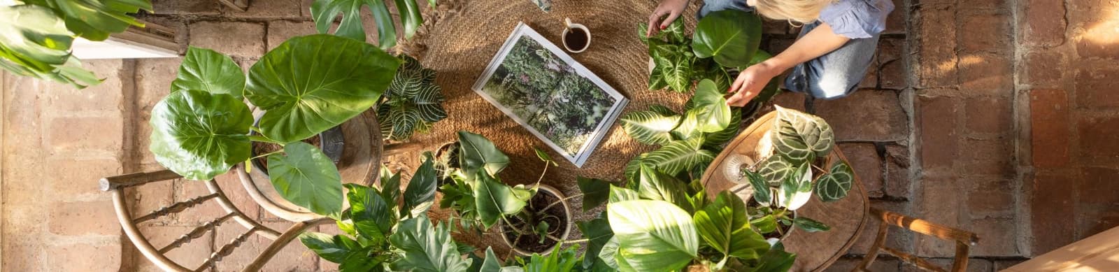 Die perfekte Pflanze für jedes Zimmer