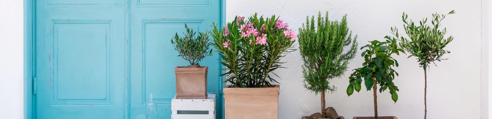 Oleander – mediterranes Flair für Zuhause