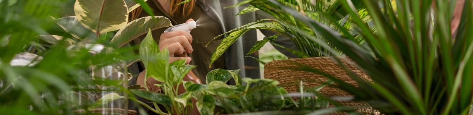 Kein grüner Daumen? Pflanzen retten leicht gemacht