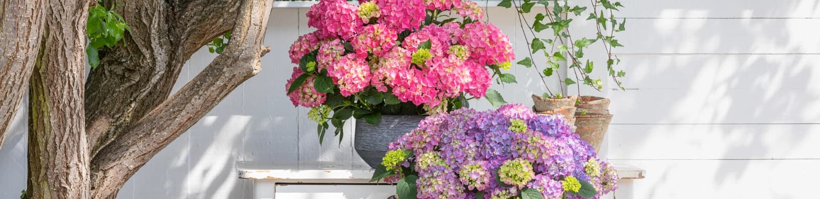 Hortensien: Ein Blühendes Wunder mit Charme