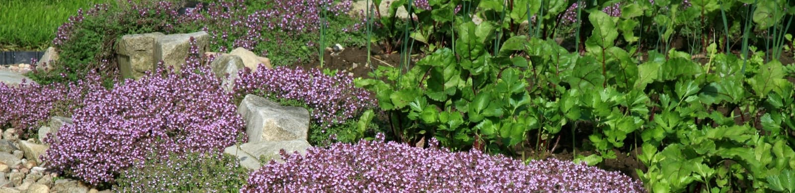 Bodendecker-Thymian: ein duftender Teppich für sonnige Gärten