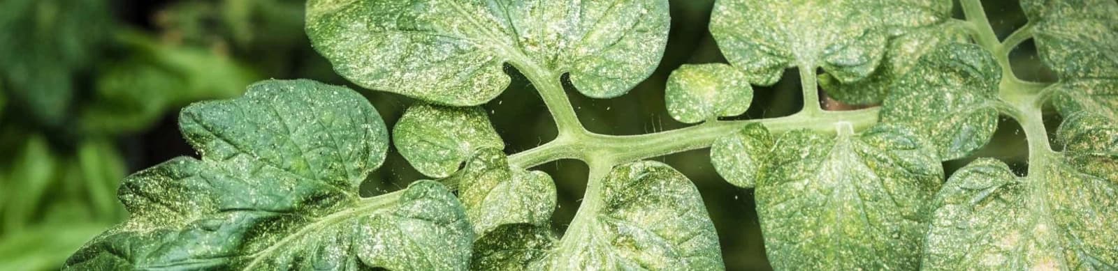 Biozide – wichtig zu wissen