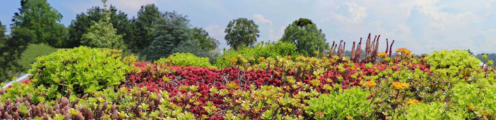 Mehr Pflanzen aufs Dach!