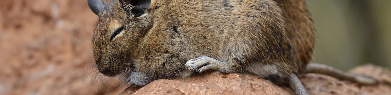 Degus