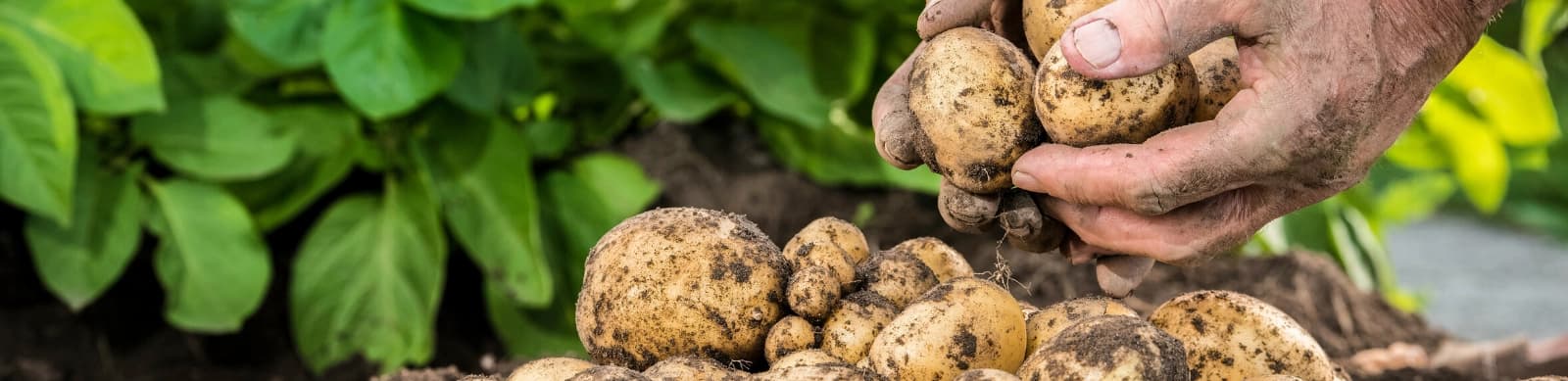 Kartoffel – die Stärke in Ihrem Garten