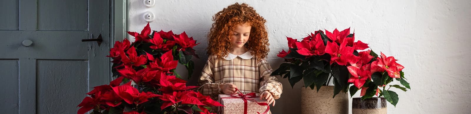 Weihnachtssterne – farbenfrohe Highlights zur Weihnachtszeit