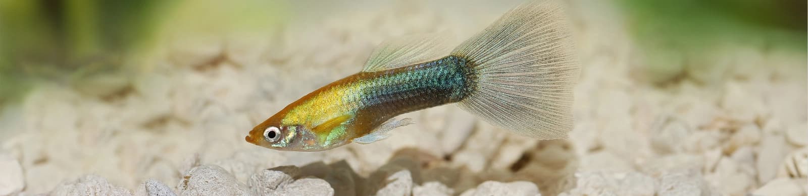 Steckbrief Guppys