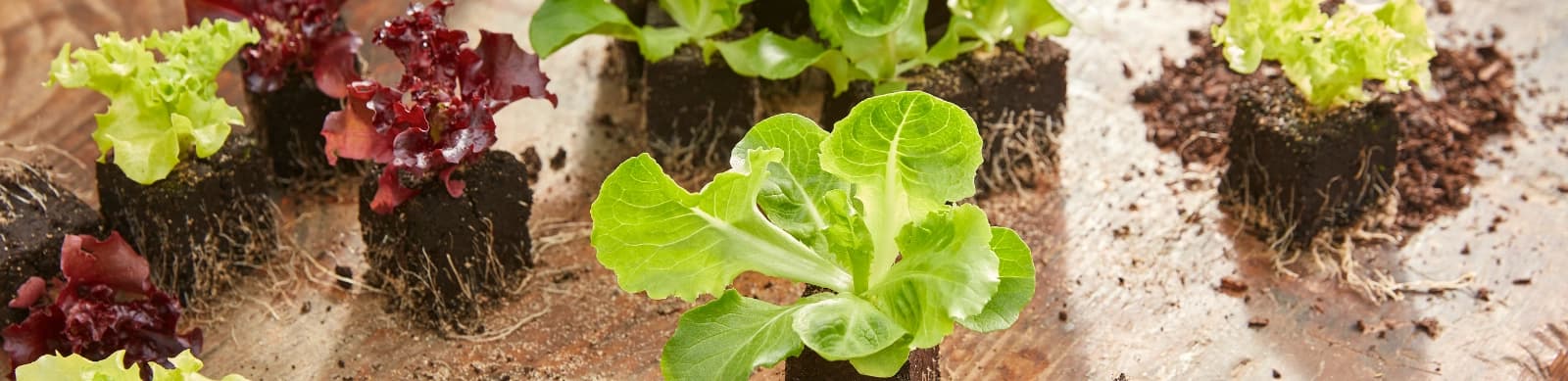 Salate anbauen für einen knackigen Biss, tolle Vitamine und Co.