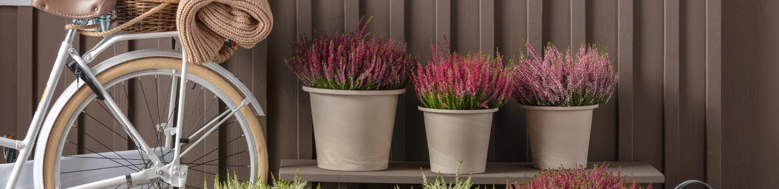 Garden Girls® – Die Heide-Experten