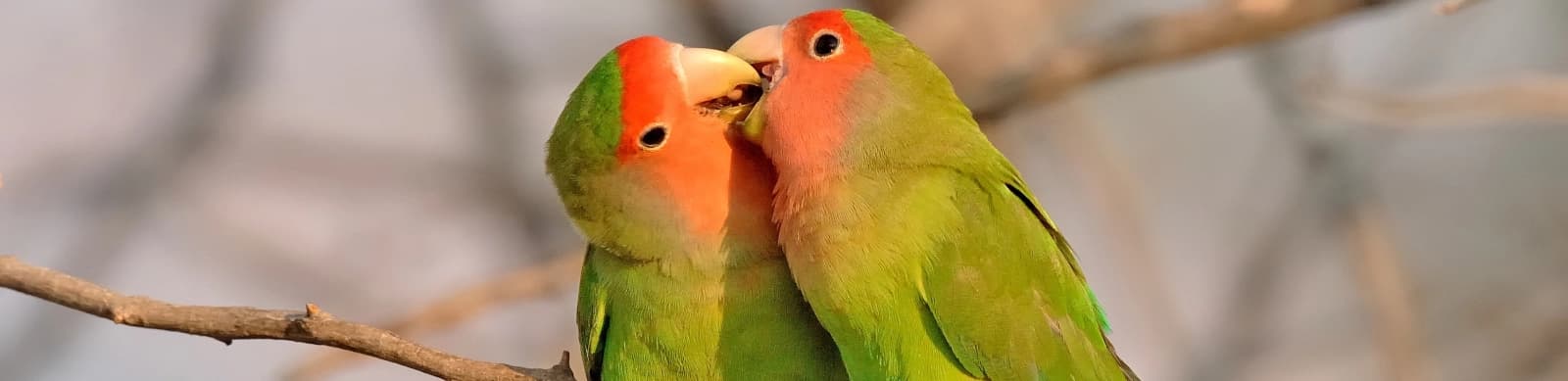 Steckbrief Agaporniden