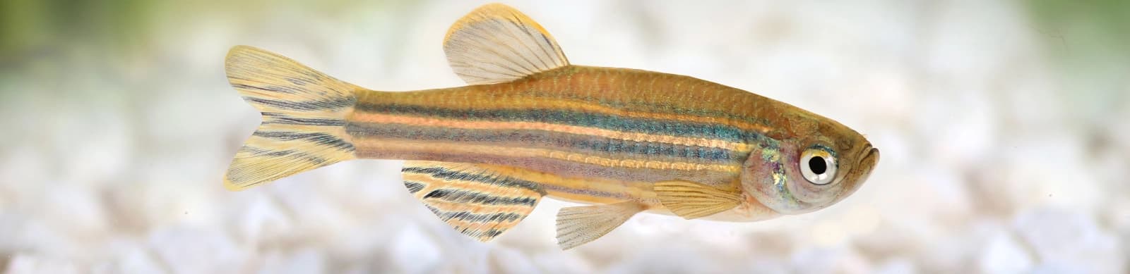 Steckbrief Zebrabärblinge