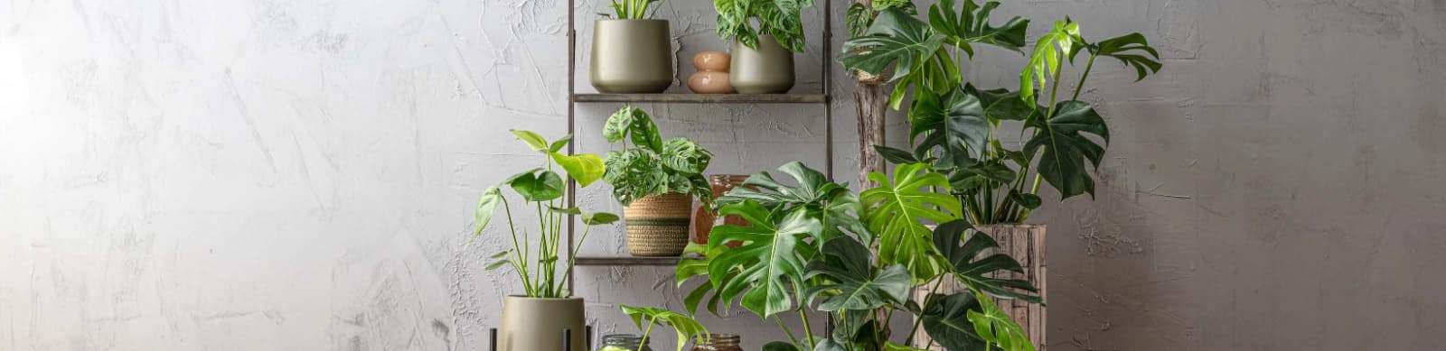 Die Monstera und ihre Pflege: Eine Grünpflanze zum Verlieben