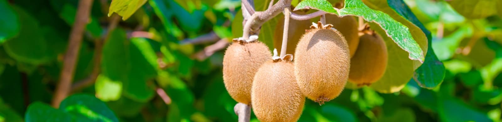 Kiwi – exotischer Genuss aus dem eigenen Garten