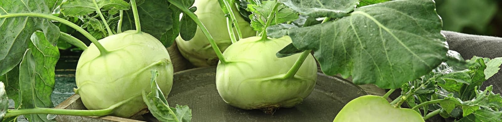 Wintergemüse – Power aus der Erde, wenn der Garten ruht