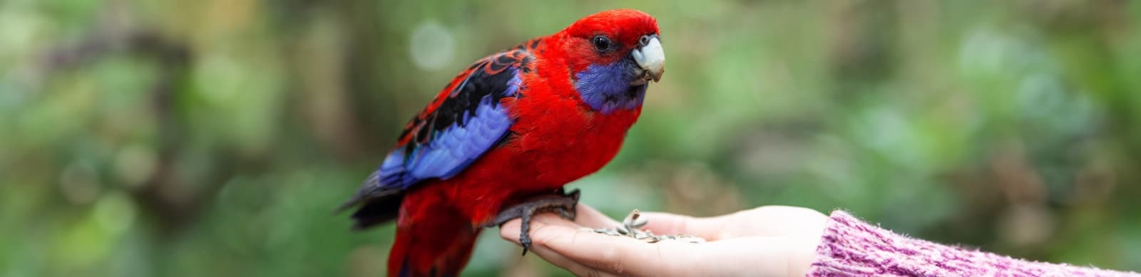 Steckbrief Plattschweifsittiche