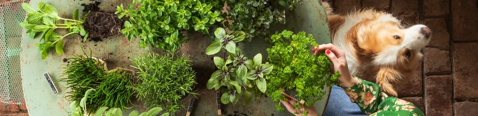 Top 10: Küchenkräuter für den Garten & Balkon