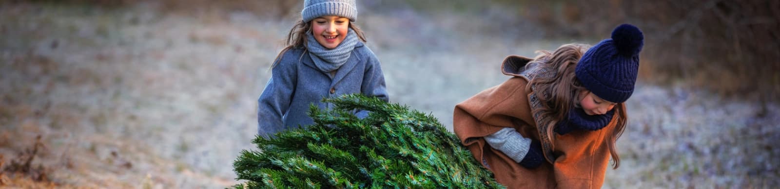 10 Profitipps: Den Weihnachtsbaum länger frisch halten