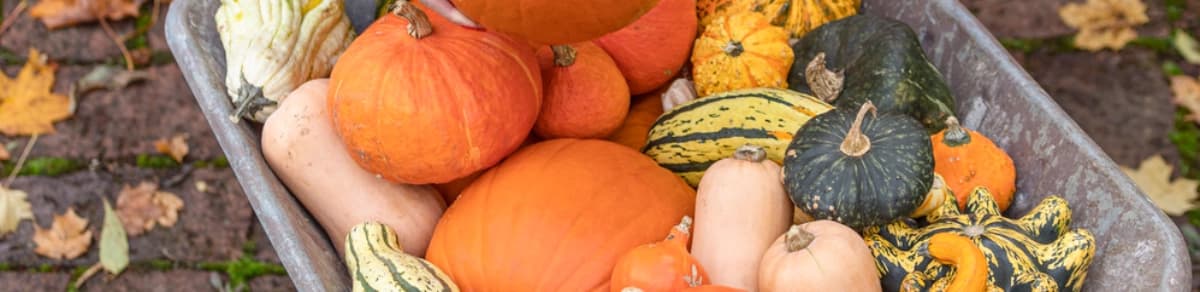 Speisekürbisse und Zierkürbisse – Hokkaido, Butternut & Co.