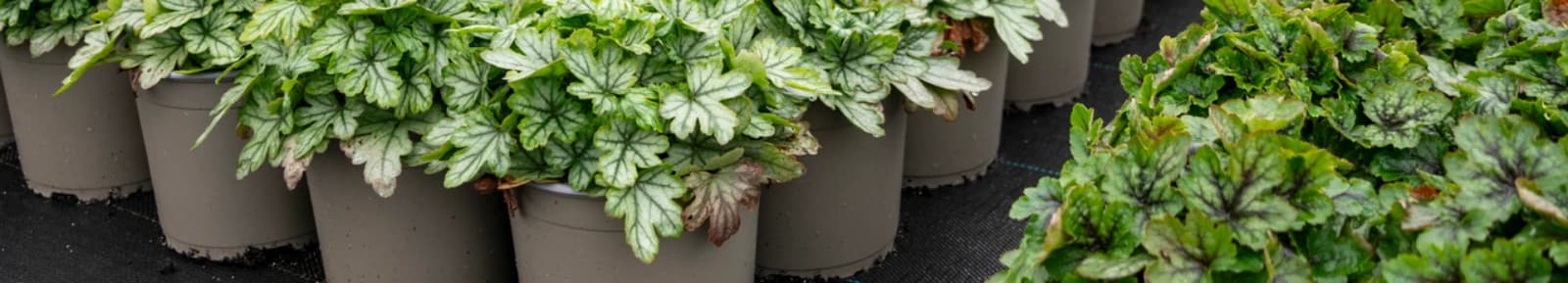 Gartenbaubetrieb Heinz Meurs