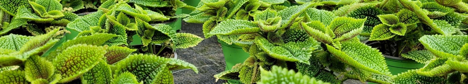 Fleischle Gartenbau GBR