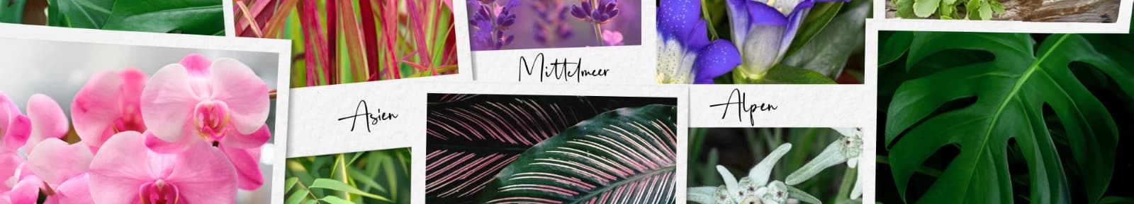 Lieblingspflanzen aus aller Welt