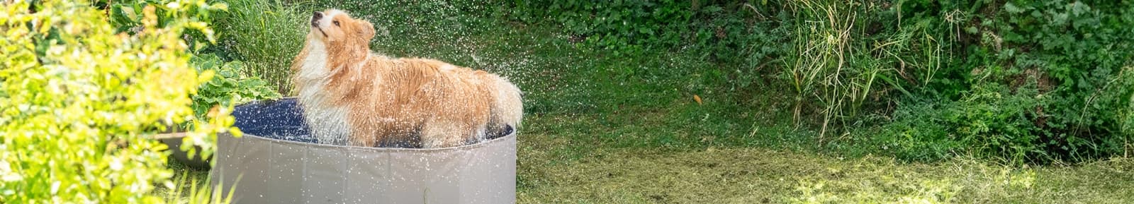 Spiel & Spaß für Hunde & Katzen