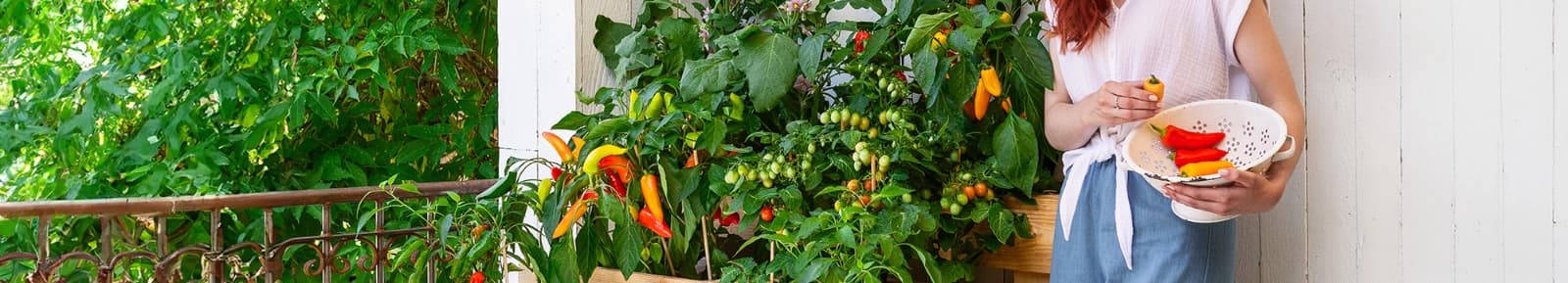 Vreugdenhil Young Plants