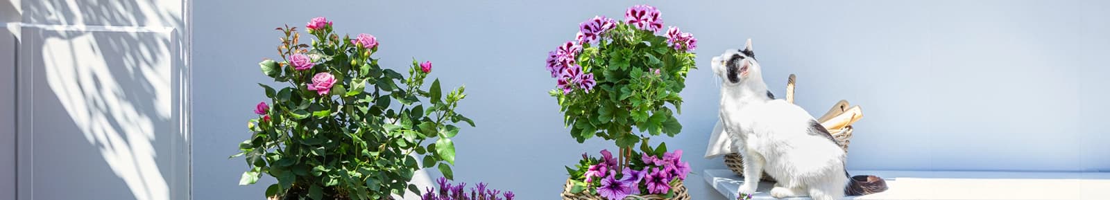 Trend: Pflanzen Ton in Ton