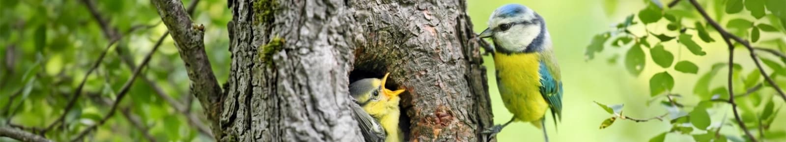 20 % auf unser Wildvogelfutter-Sortiment